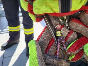 Bild: Feuerwehr rettet Taube von Dach