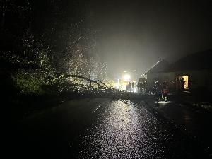 Bild: Umgestürzter Baum in der Kossmannstraße
