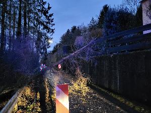 Bild: Umgestürzter Baum in Bubach-Calmesweiler
