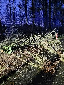 Bild: Umgestürzter Baum in Bubach-Calmesweiler