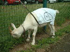 Bild: Maskottchen des HFC, Schwähnli die Ziege