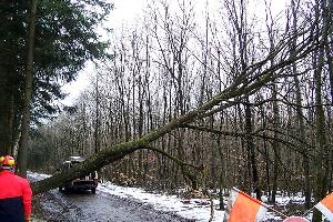Bild: Einsatzspektrum der Feuerwehr - Das Beseitigen eines umgestürzten, hängenden Baumes erforder Umsicht und besondere Kenntnisse der Mannschaft