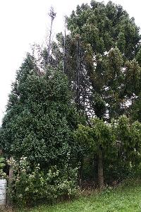 Bild: Diese hohen Tannen standen in Flammen. Ein Übergreifen auf weitere Tannenbäume konnte verhindert werden