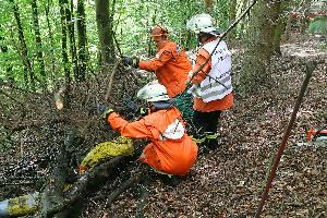 Bild: Ein Waldarbeiter ist unter einer Baumkrone eingeklemmt
