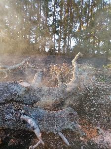 Bild: Großer Flächenbrand bei Lautenbach