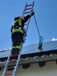 Bild: Feuerwehr rettet Taube von Dach