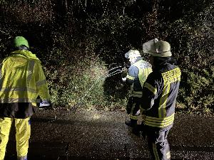 Bild: Umgestürzter Baum in der Kossmannstraße
