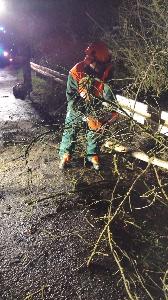 Bild: Umgestürzter Baum in Bubach-Calmesweiler