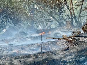 Bild: Feuerwehr Eppelborn unterstützte bei großem Waldbrand bei Ottweiler