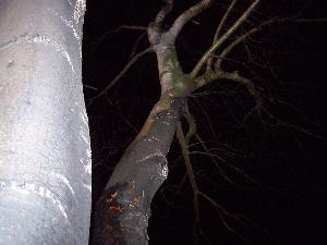 Bild: Das Feuer hatte bereits auf umstehende Bäume übergegriffen