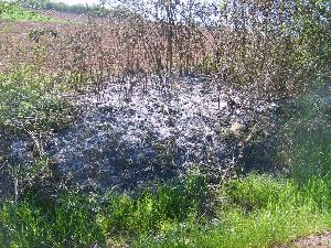 Bild: Auf einer Fläche von rund 4 mal 4 Metern brannte Geäst einer Hecke