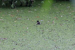 Bild: Auf dem Weg zu seiner Mama...