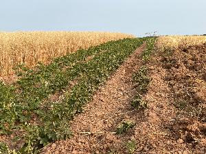 Bild: Stoppelfeld brannte im Ortsteil Wiesbach