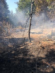 Bild: Großer Flächenbrand bei Lautenbach