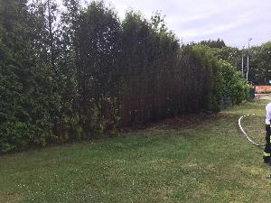 Bild: Eine Thuja Hecke brannte auf einer Länge von 10 Meter