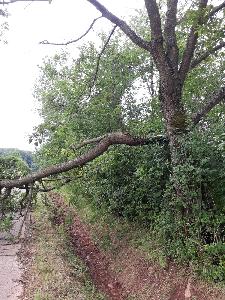 Bild: Ein abgebrochener Ast einer Eiche versperrte die Fahrbahn