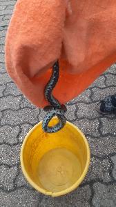 Bild: Die Ringelnatter konnte wieder unversehrt in ihren natürlichen Lebensraum entlassen werden