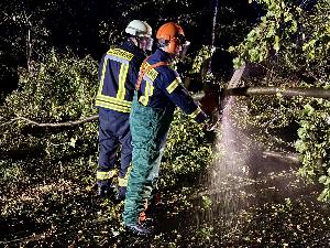 Bild: Umgestürzte Bäume auf der L301
