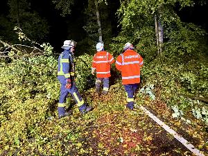Bild: Umgestürzte Bäume auf der L301