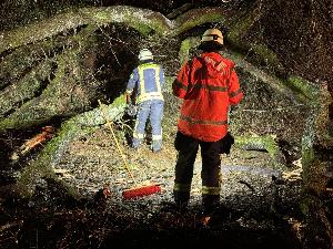 Bild: Umgestürzter Baum in der Kossmannstraße