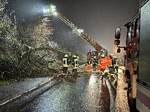 Bild: Umgestürzter Baum in der Kossmannstraße