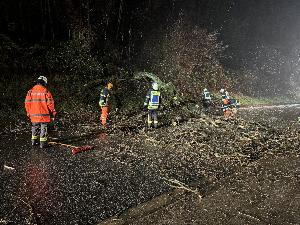 Bild: Umgestürzter Baum in der Kossmannstraße