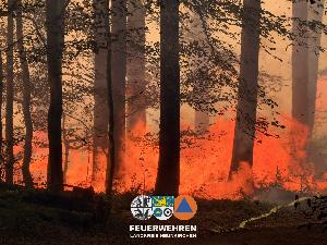 Bild: Waldbrand im Hosterwald: 78 Stunden gemeinsam gegen die Flammen