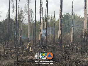 Bild: Waldbrand im Hosterwald: 78 Stunden gemeinsam gegen die Flammen