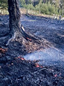 Bild: Feuerwehr Eppelborn unterstützte bei großem Waldbrand bei Ottweiler